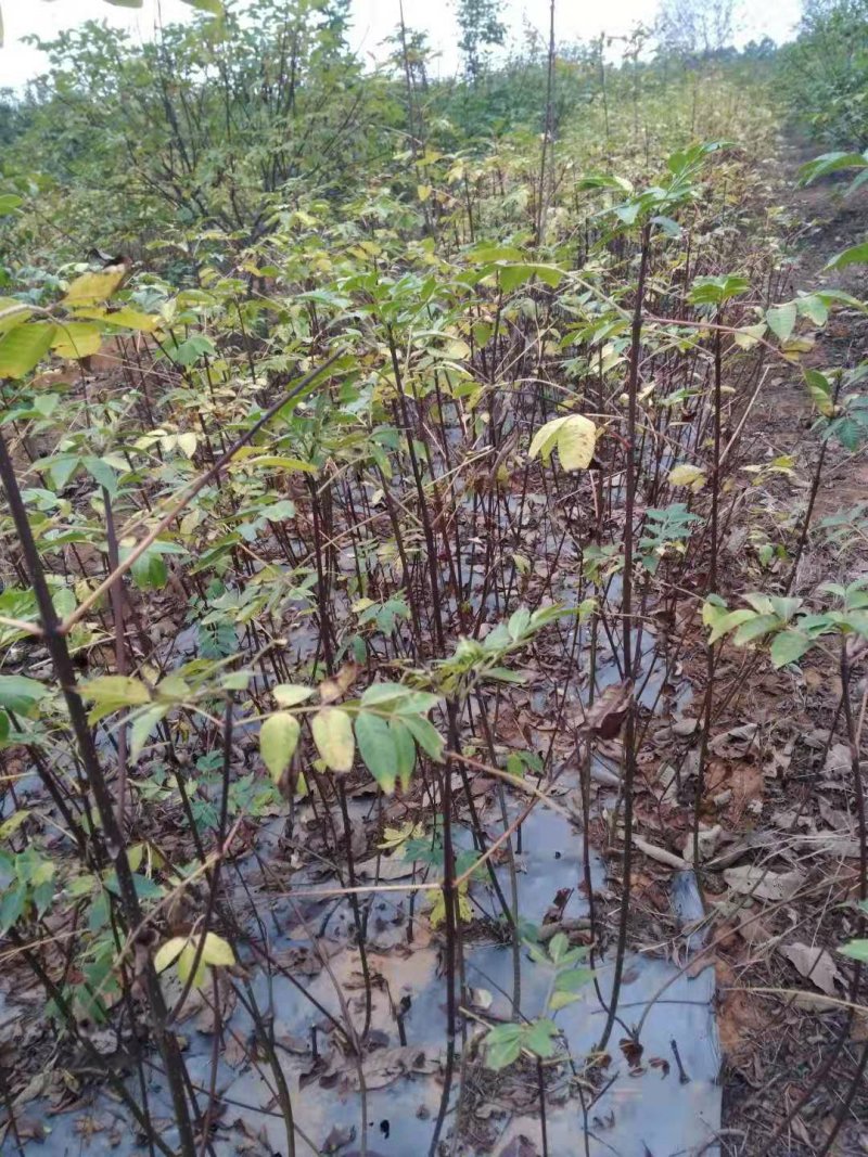 江西中花吴茱萸产地直发