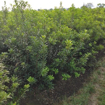 慈溪市荸荠种杨梅树苗