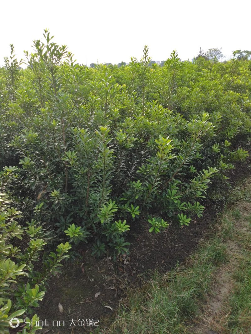 慈溪市荸荠种杨梅树苗
