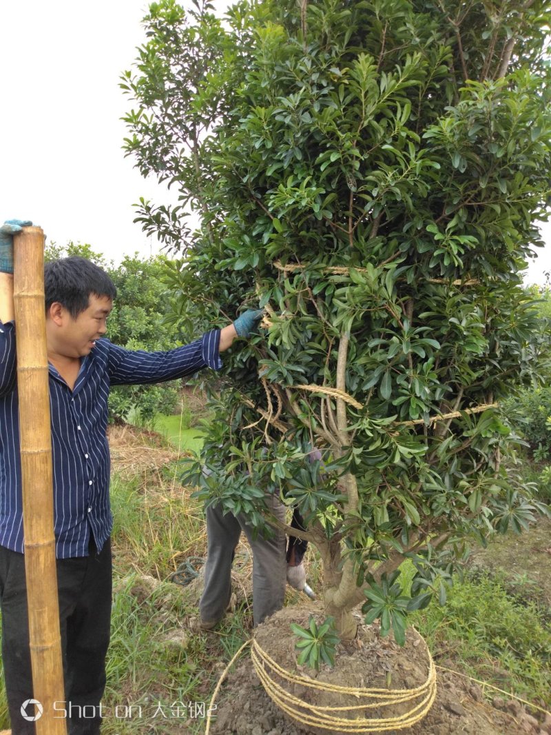 慈溪市荸荠种杨梅树苗