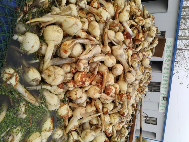 杭州白肉茨菇