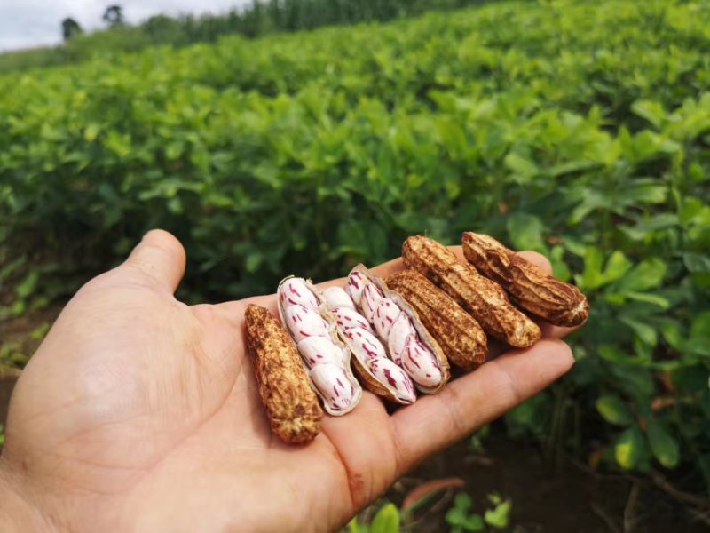出售大量七彩花生