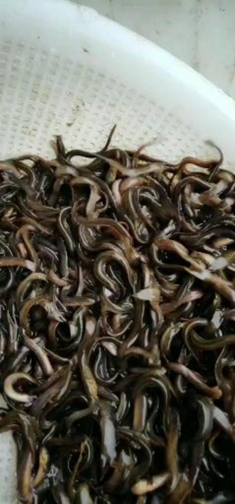 台湾泥鳅，支持全国发货，免费提供养殖技术，包回收成品。