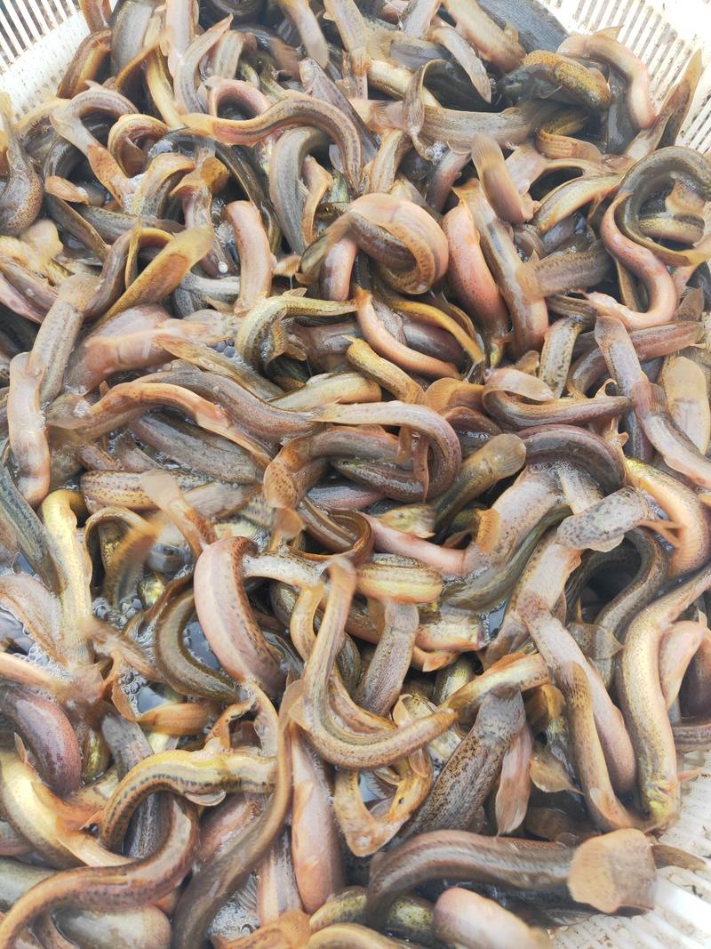 台湾泥鳅，支持全国发货，免费提供养殖技术，包回收成品。