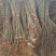 基地直供1到3公分优质石榴苗,软籽石榴苗,泰山红石榴苗。