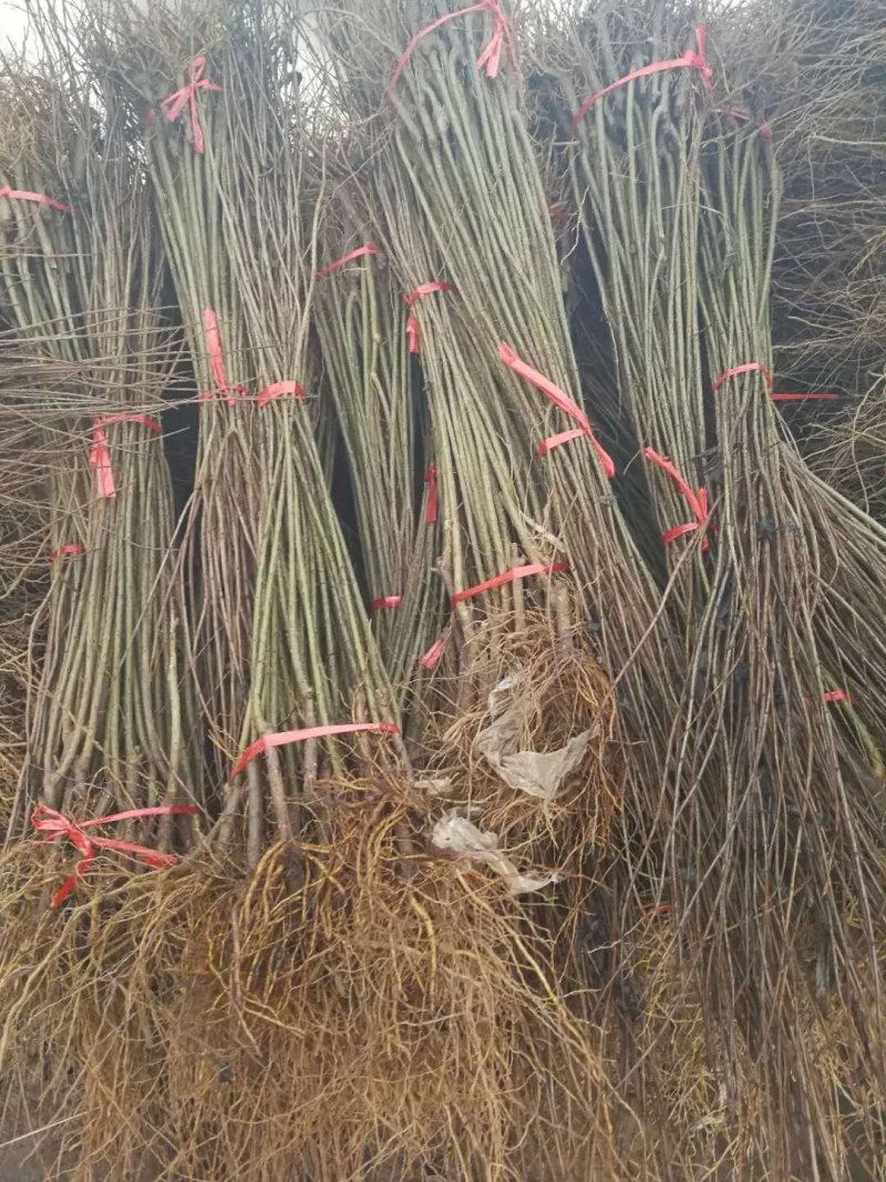 基地直供1到3公分优质石榴苗，软籽石榴苗，泰山红石榴苗。