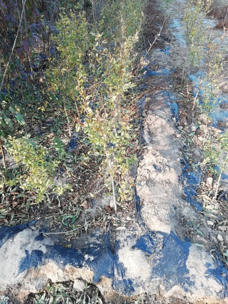 基地直供1到3公分优质石榴苗，软籽石榴苗，泰山红石榴苗。