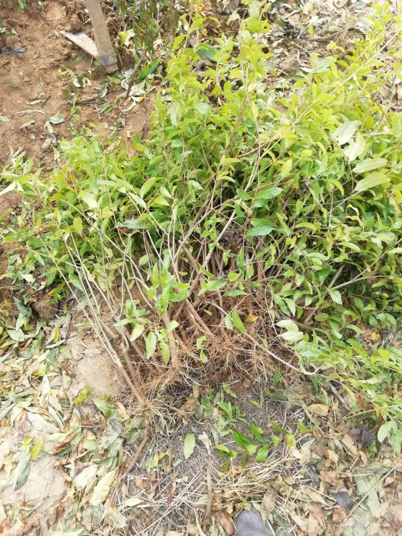 基地直供1到3公分优质石榴苗，软籽石榴苗，泰山红石榴苗。