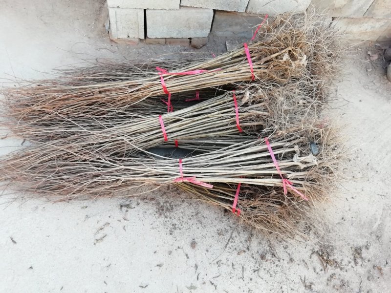 基地直供1到3公分优质石榴苗，软籽石榴苗，泰山红石榴苗。