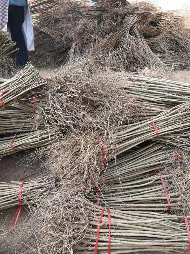基地直供1到3公分优质石榴苗，软籽石榴苗，泰山红石榴苗。