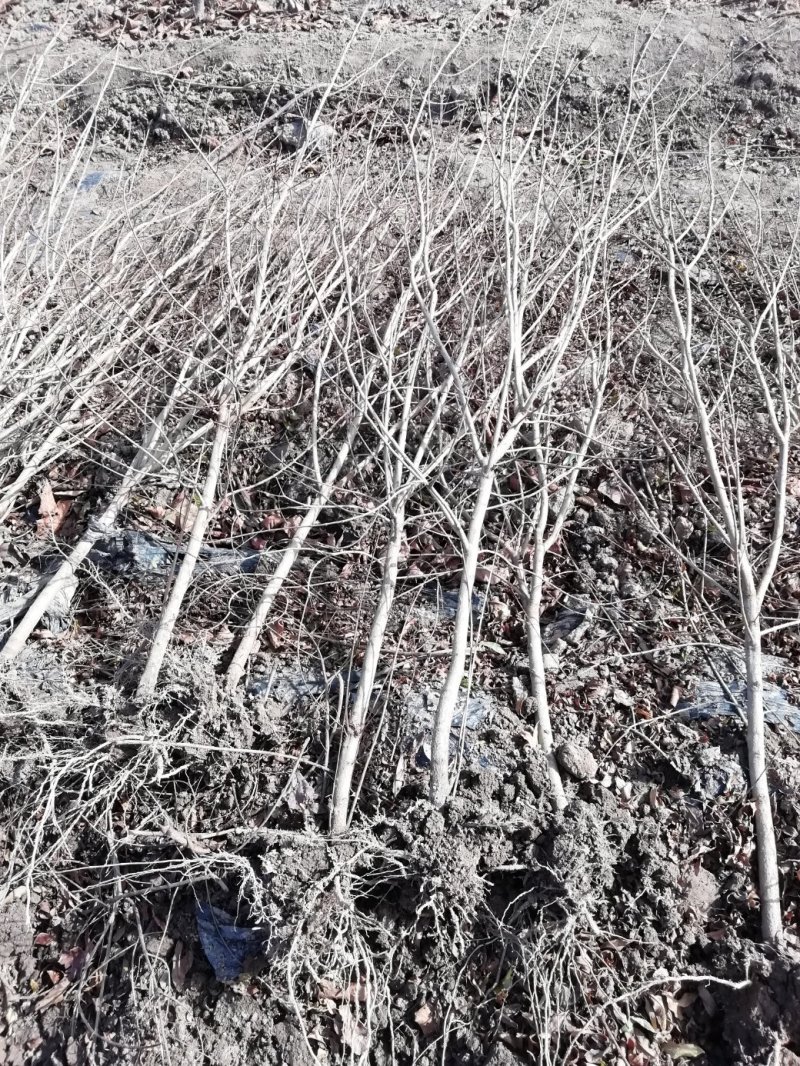 基地直供1到3公分优质石榴苗，软籽石榴苗，泰山红石榴苗。