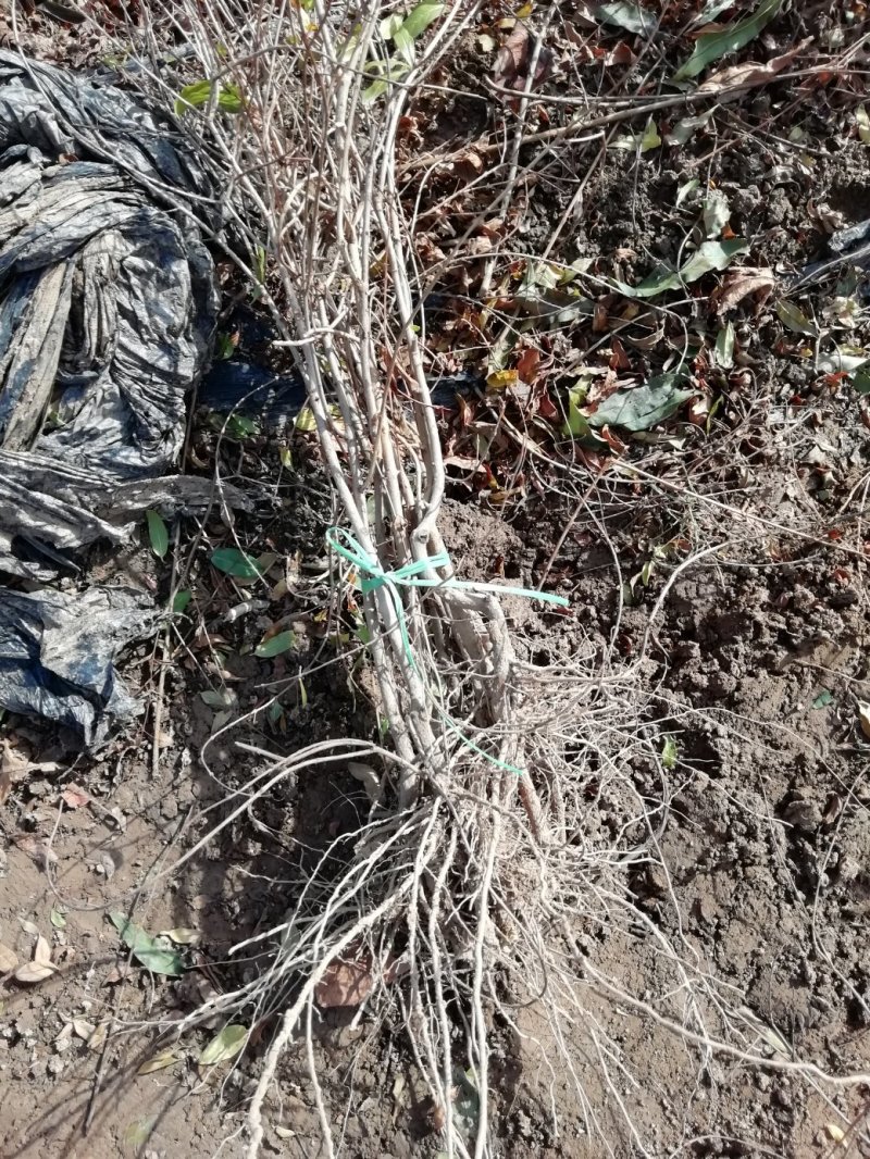 基地直供1到3公分优质石榴苗，软籽石榴苗，泰山红石榴苗。