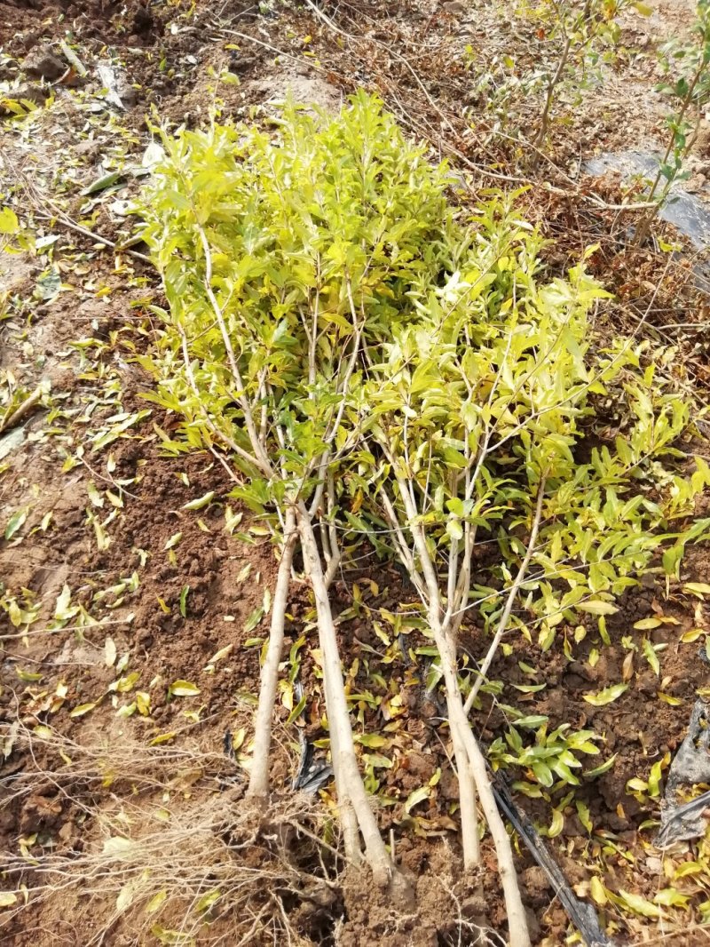 基地直供1到3公分优质石榴苗，软籽石榴苗，泰山红石榴苗。