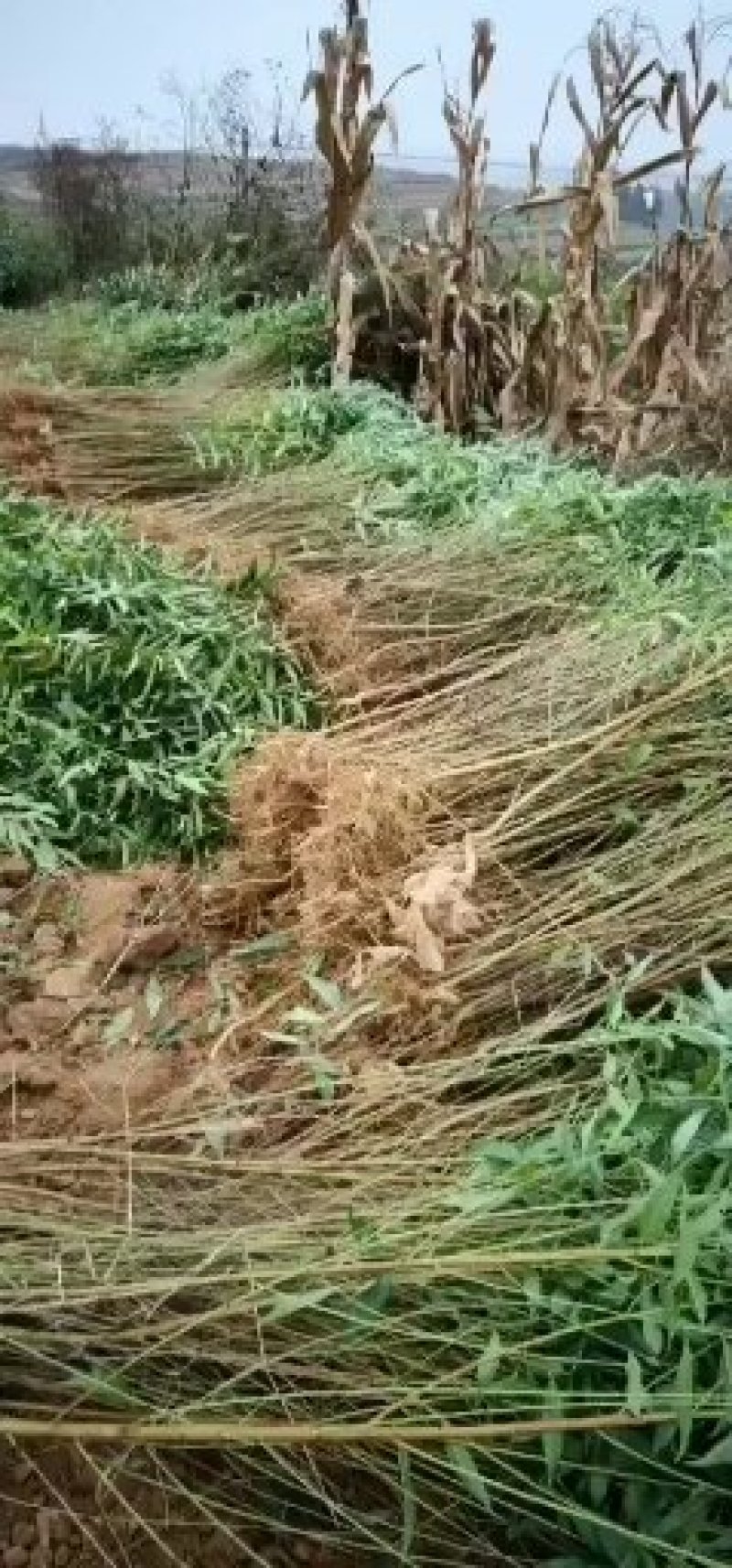 毛桃树苗、根须良好、无病虫害、现挖现发货、死苗补发
