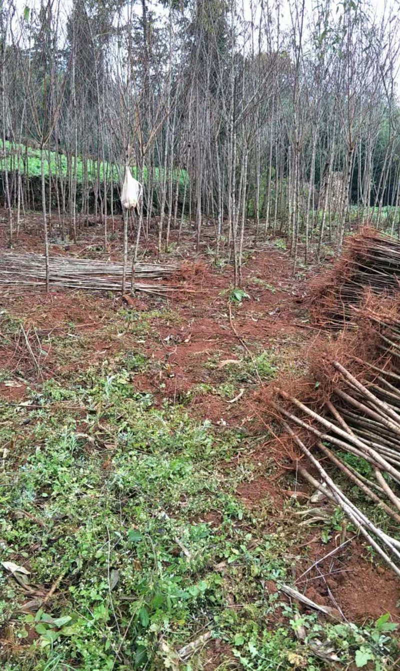 毛桃树苗、根须良好、无病虫害、现挖现发货、死苗补发
