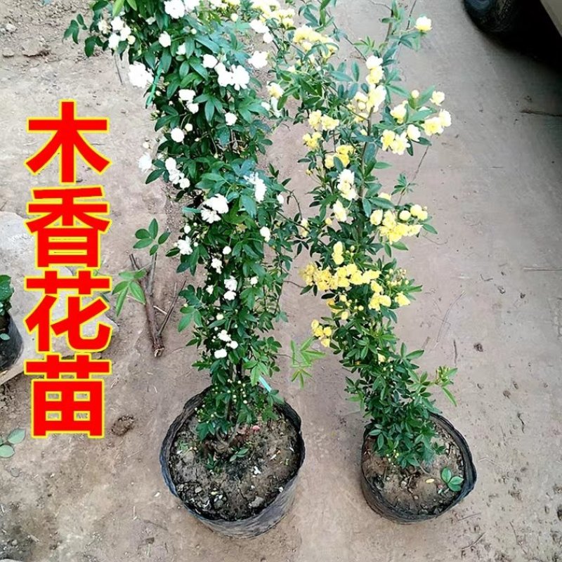 木香花苗红木香花四季甜蜜爬藤植物特大花苗盆栽攀爬浓香花卉