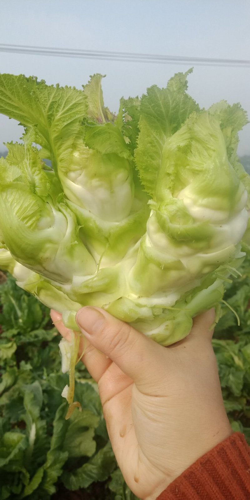 儿菜
