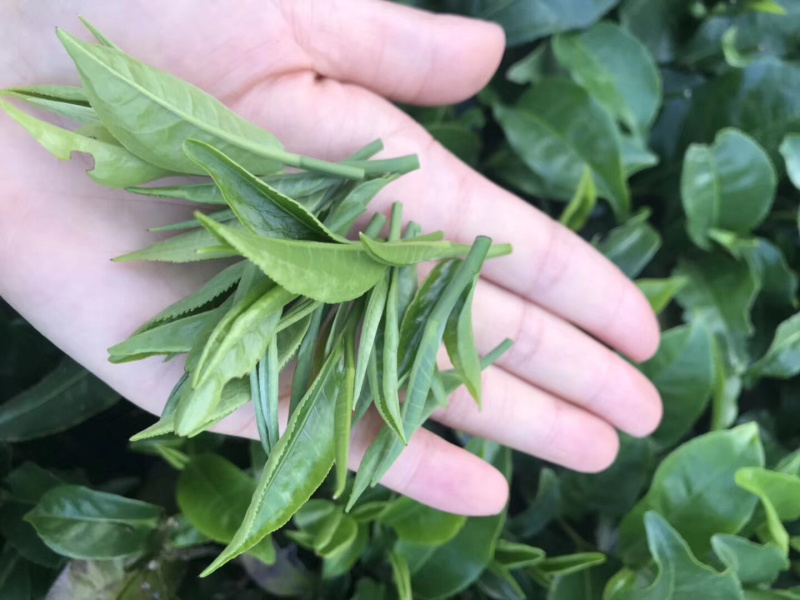 广东特产英德英红九号（甜香型）