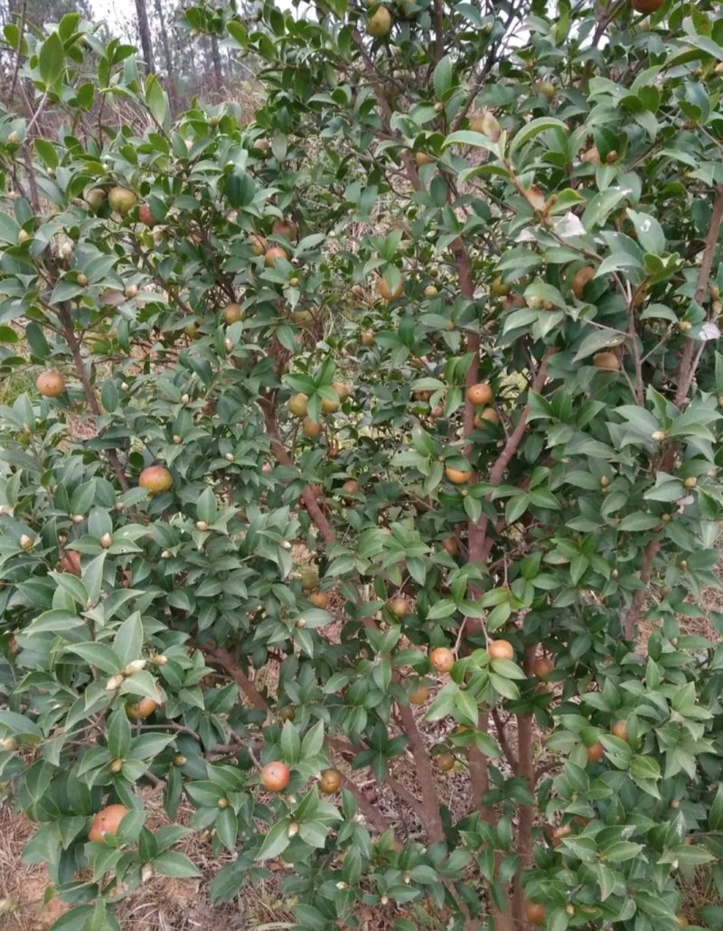山茶油