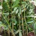 九叶青花椒苗无刺花椒树苗大红袍花椒，贡椒