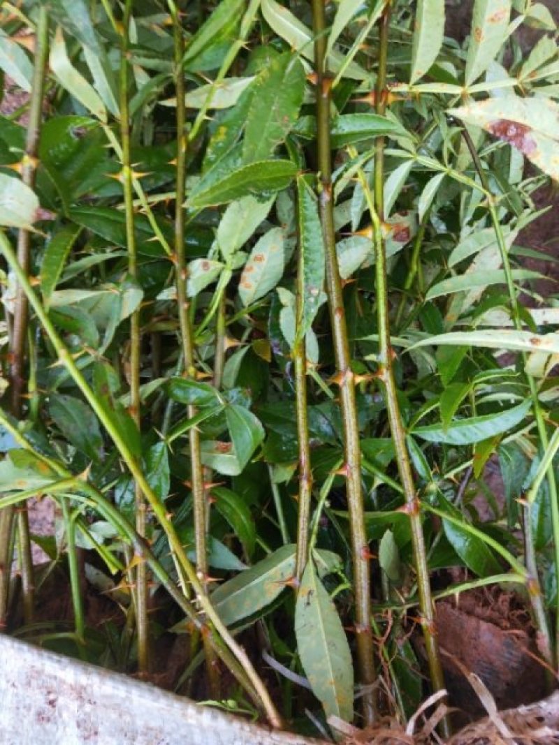 九叶青花椒苗无刺花椒树苗大红袍花椒，贡椒