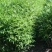九叶青花椒苗无刺花椒树苗大红袍花椒，贡椒