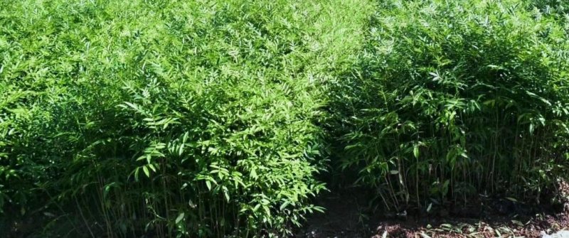 九叶青花椒苗无刺花椒树苗大红袍花椒，贡椒