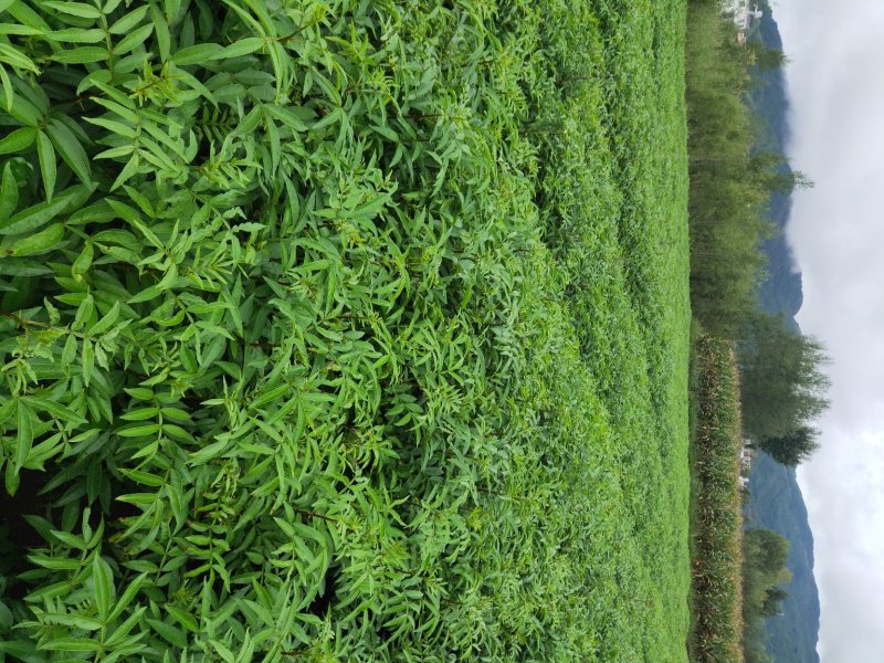 九叶青花椒苗无刺花椒树苗大红袍花椒，贡椒