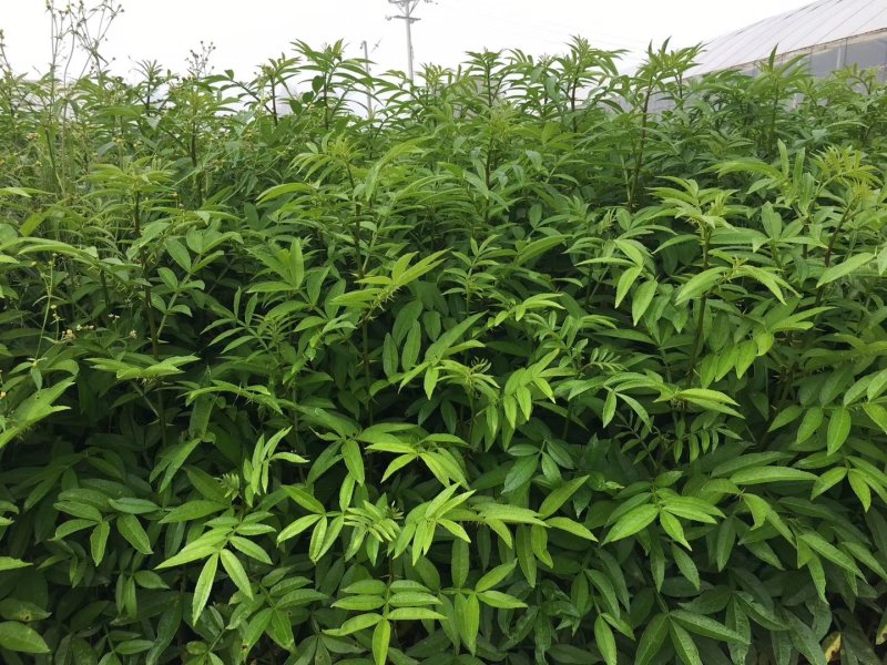 九叶青花椒苗无刺花椒树苗大红袍花椒，贡椒
