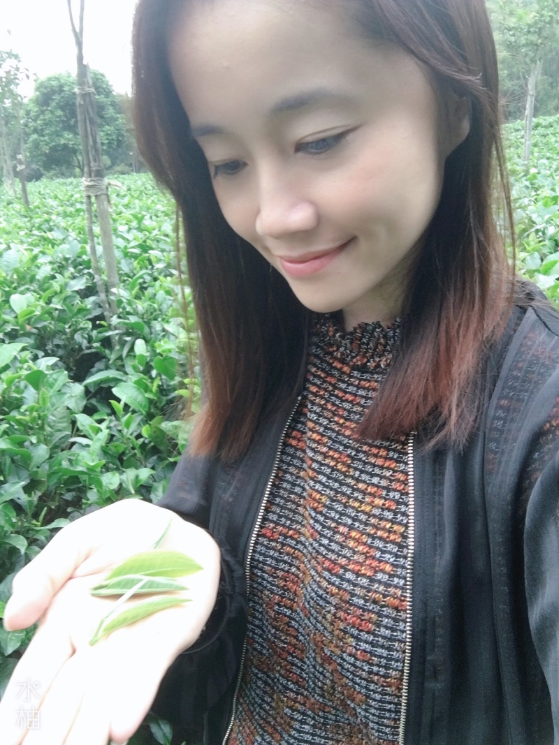 广东特产英德英红九号（甜香型）