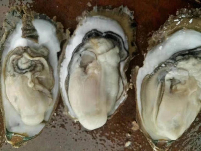 批发生蚝
