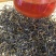 广东特产英德英红九号（白露茶）