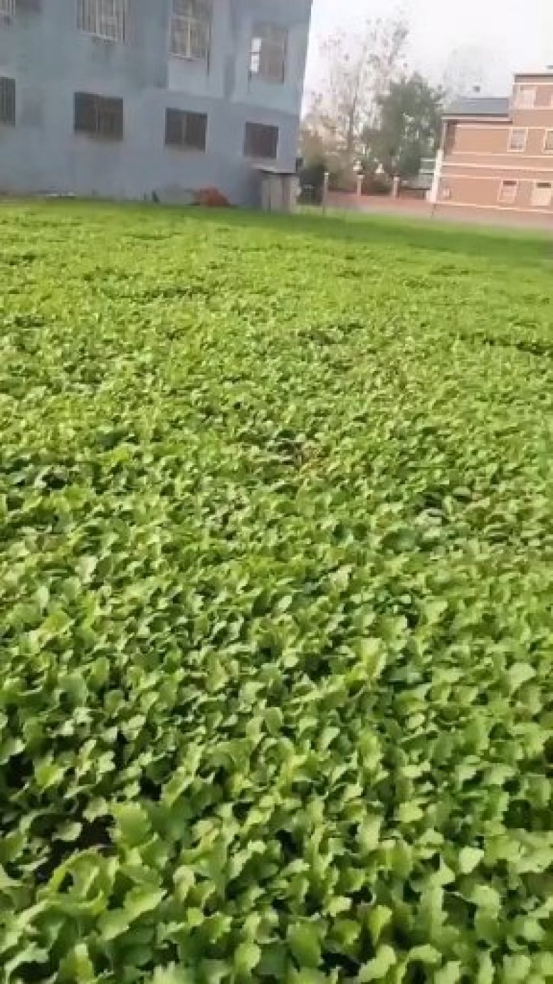 雪里红腊菜