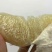 蜜柚产地大量批发，果园看货，现订现摘。诚信经营，质量为上