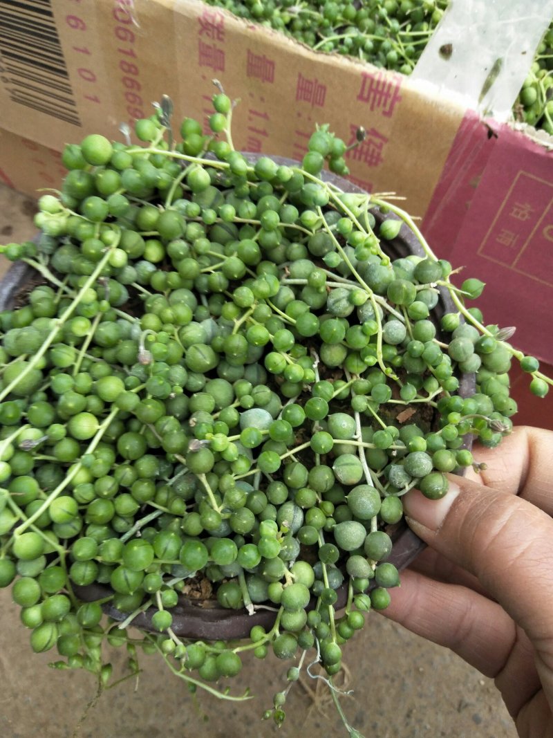 荷兰菊
