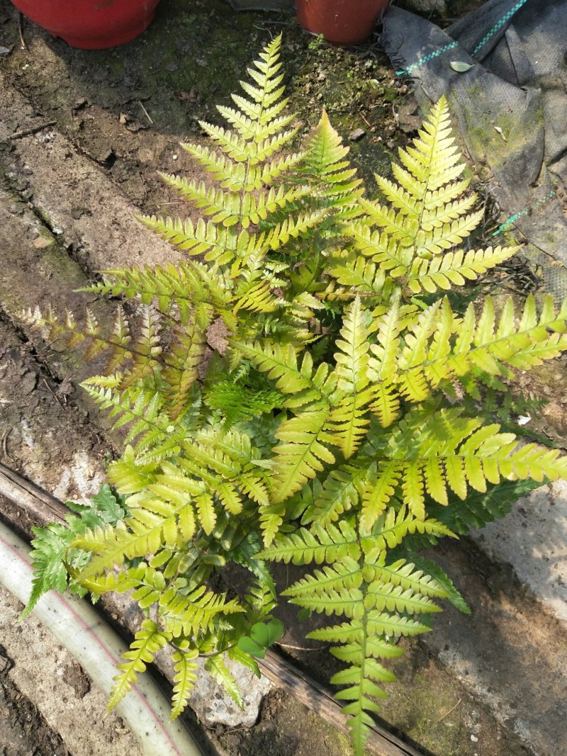 荷兰菊