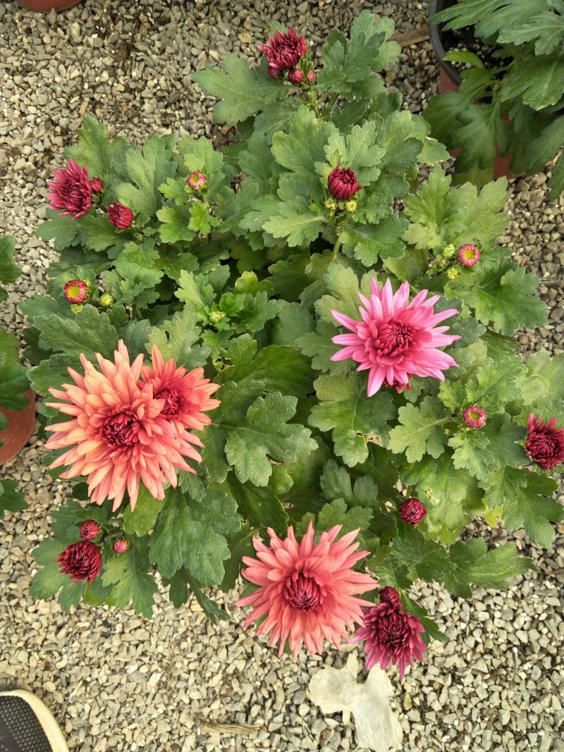荷兰菊