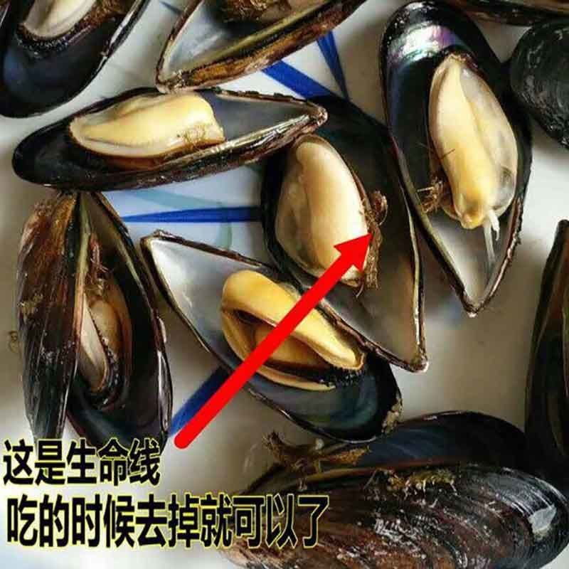 鲜活青口贝新鲜淡菜新鲜海虹贻贝海鲜淡菜水产