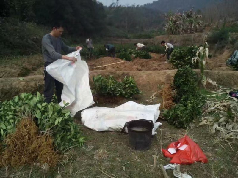 佛手种苗培育基地供应高产佛手苗！产品正宗，产量高，含量足