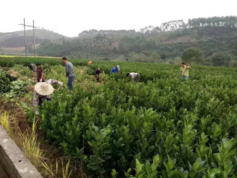 佛手种苗培育基地供应高产佛手苗！产品正宗，产量高，含量足
