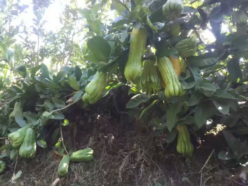 佛手种苗培育基地供应高产佛手苗！产品正宗，产量高，含量足