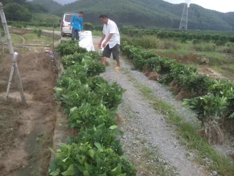 佛手种苗培育基地供应高产佛手苗！产品正宗，产量高，含量足