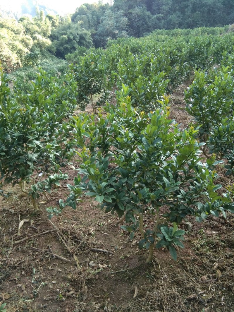 佛手种苗培育基地供应高产佛手苗！产品正宗，产量高，含量足