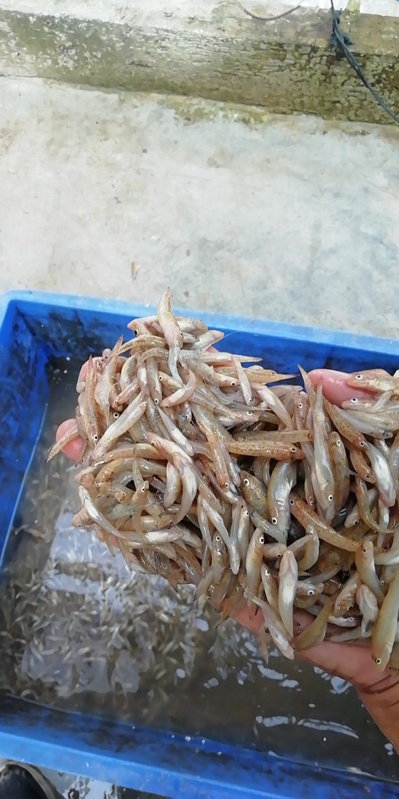山根鱼