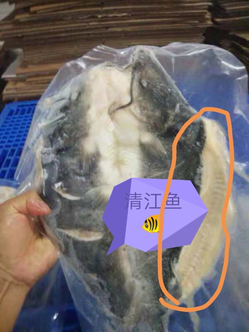 鮰鱼泡