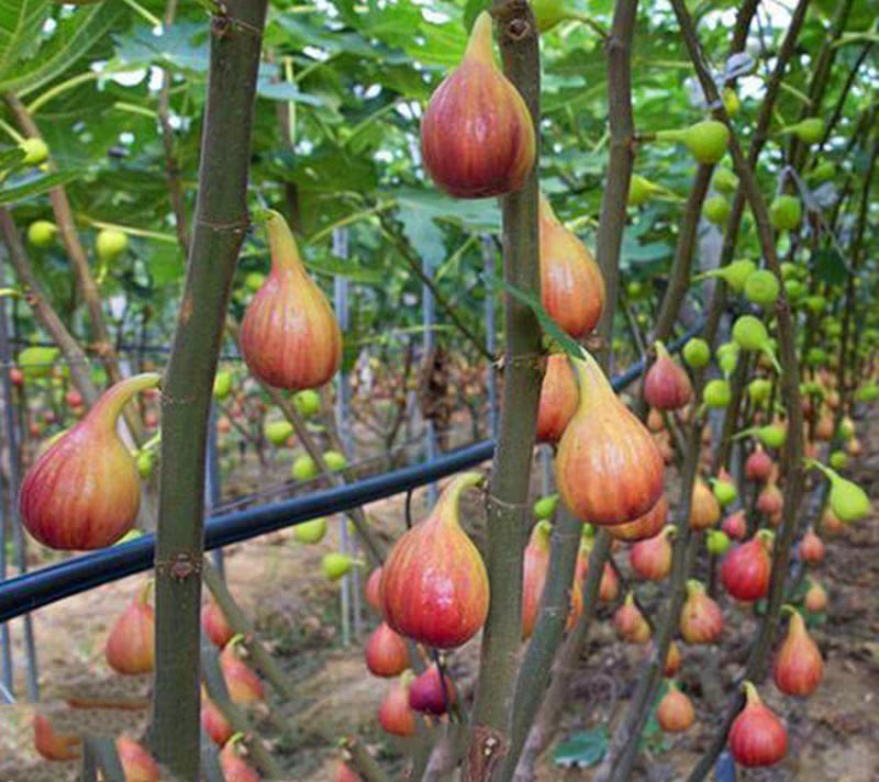 无花果苗波姬红砂糖红心布兰瑞克，芭奈劳无花果苗