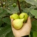 无花果苗波姬红砂糖红心布兰瑞克，芭奈劳无花果苗