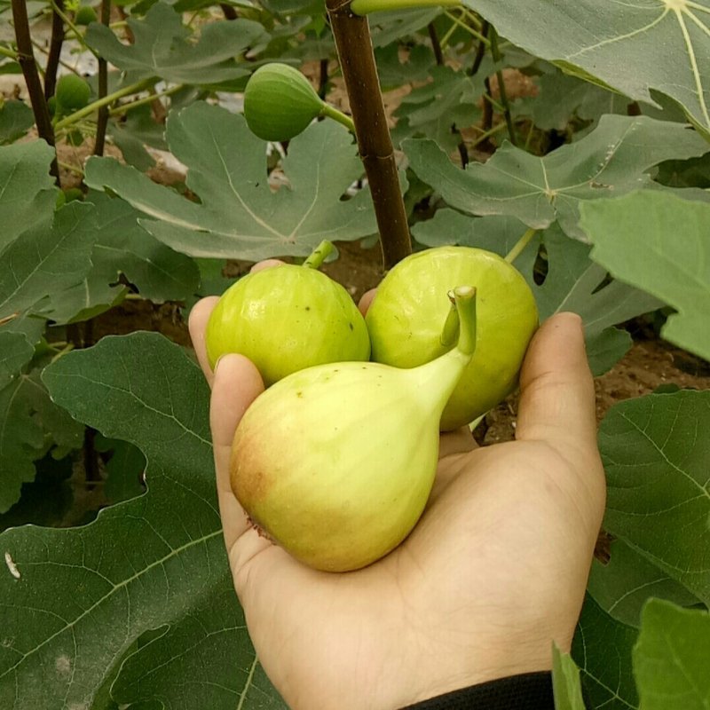 无花果苗波姬红砂糖红心布兰瑞克，芭奈劳无花果苗