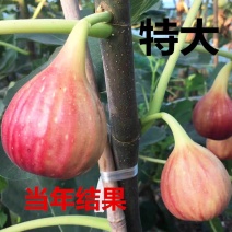 无花果苗无花果树苗波姬红布兰瑞克红心无地栽苗南方北方