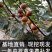 无花果苗无花果树苗波姬红布兰瑞克红心无地栽苗南方北方